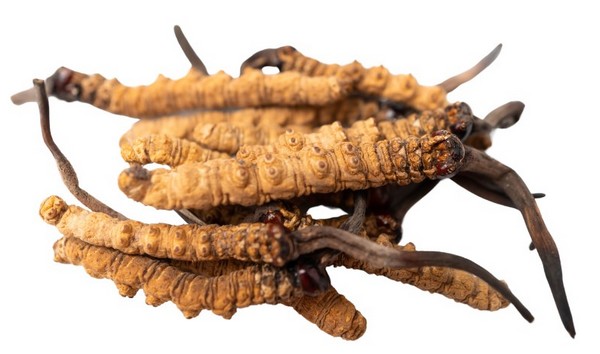 Cordyceps - MycoComplex